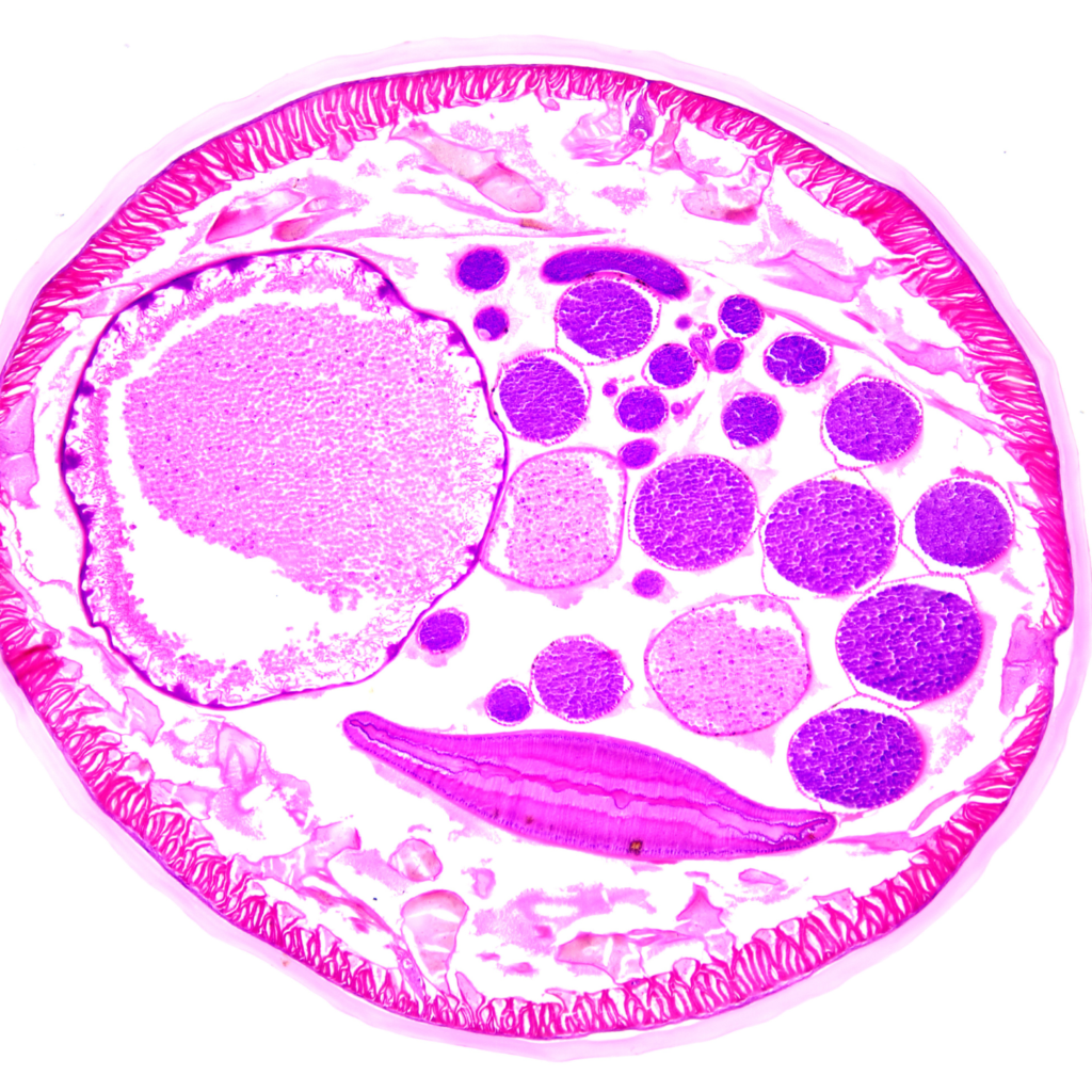 Exosomes vs liposomes in skincare illustration